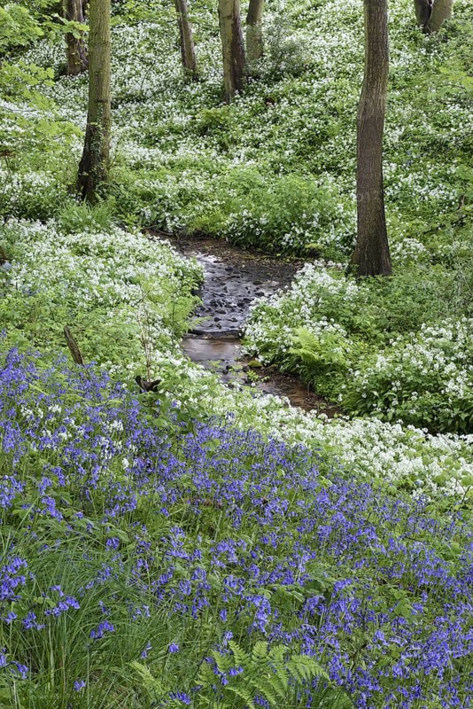 Common bluebell