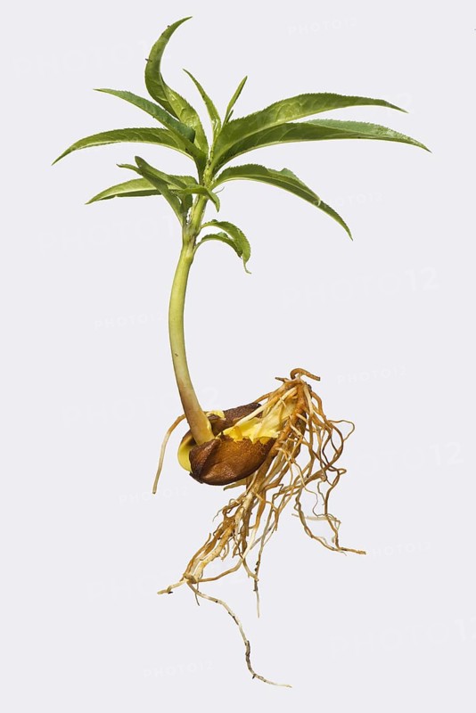 Roots and your leaves of a seedling peach tree growing from seed in one half of a peach pit