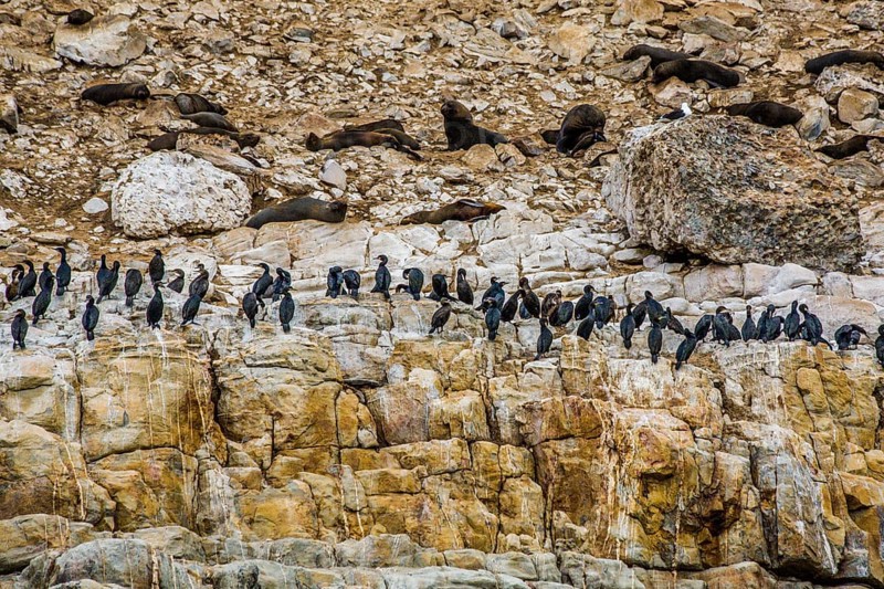 Bird colony with cormorants