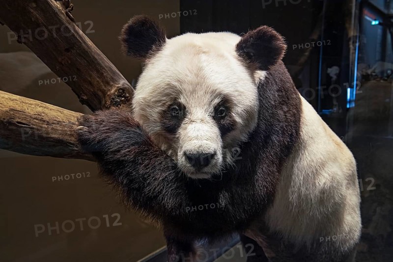 Praeparat des Bao Bao aus dem Berliner Zoo