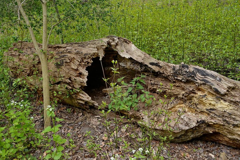 Dead tree