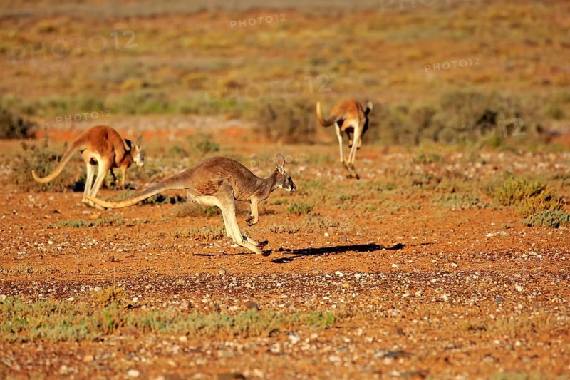 Red Kangaroo