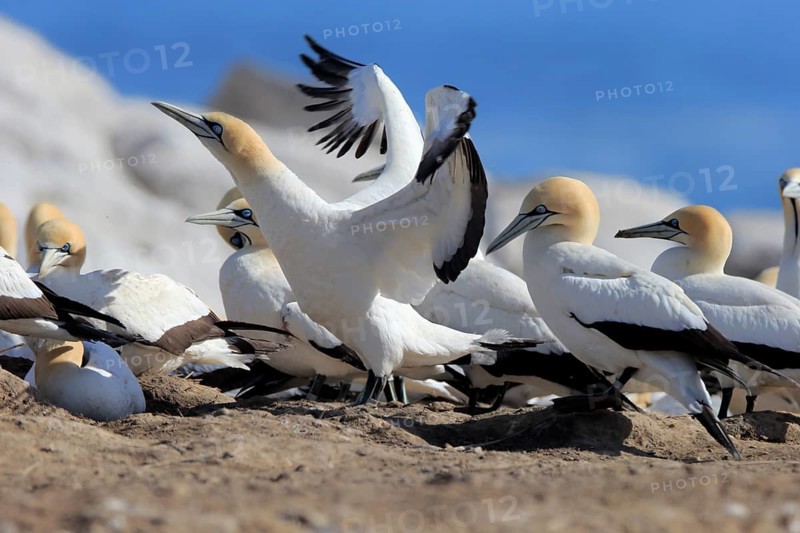 Cape Gannet