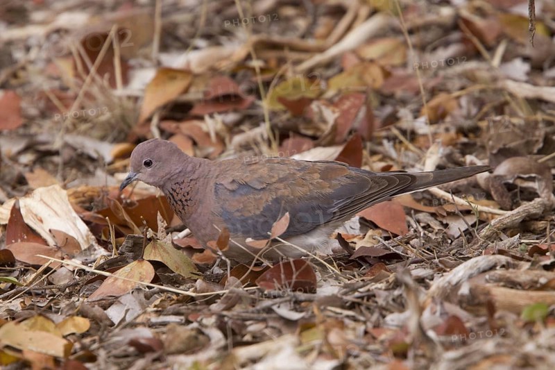 Palm Dove