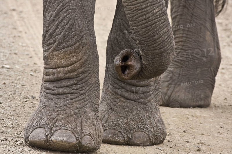 African elephant