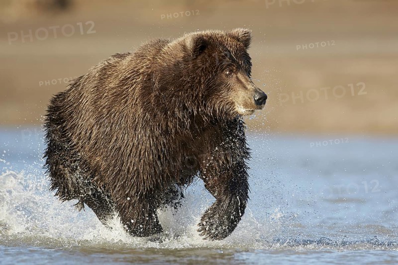 Grizzly bear