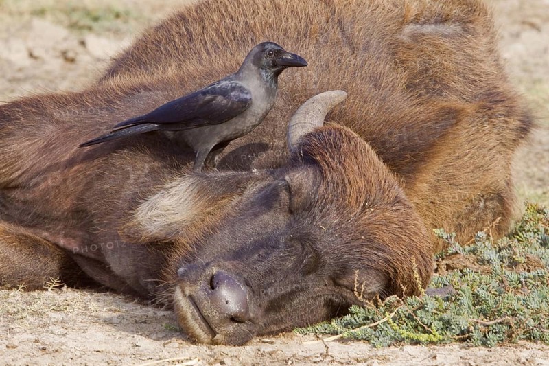 House crow looking for ticks on a cow