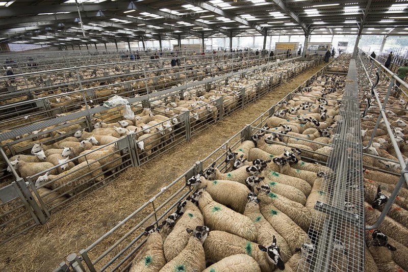 Domestic sheep