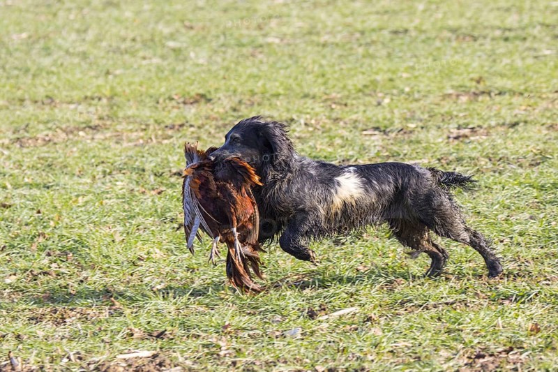 Cocker spaniel