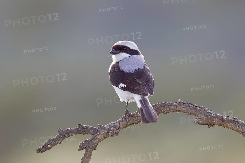 Grey-backed Fiscal