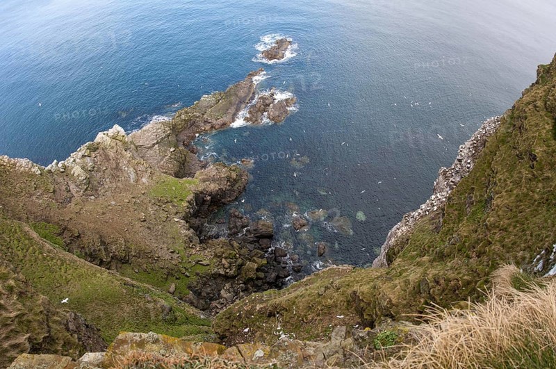 Colony of northern gannet