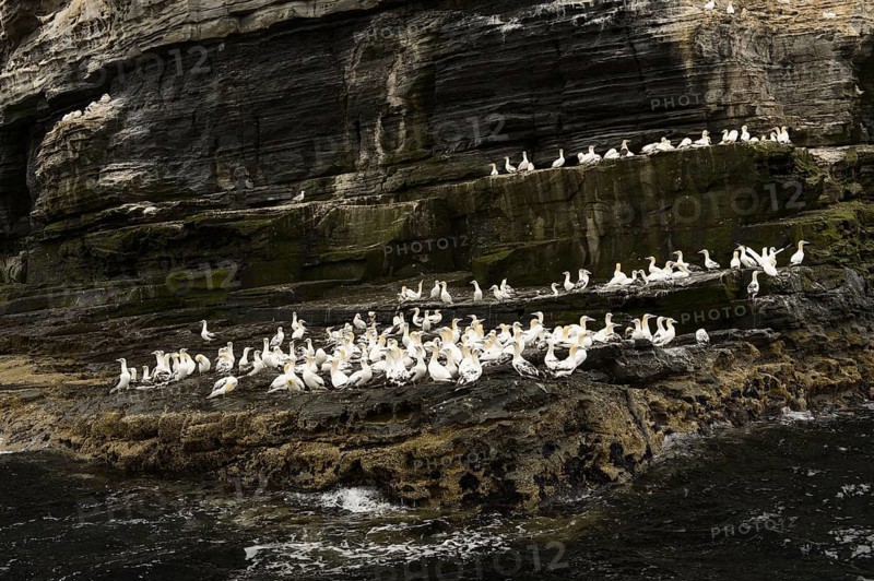 Northern Gannet