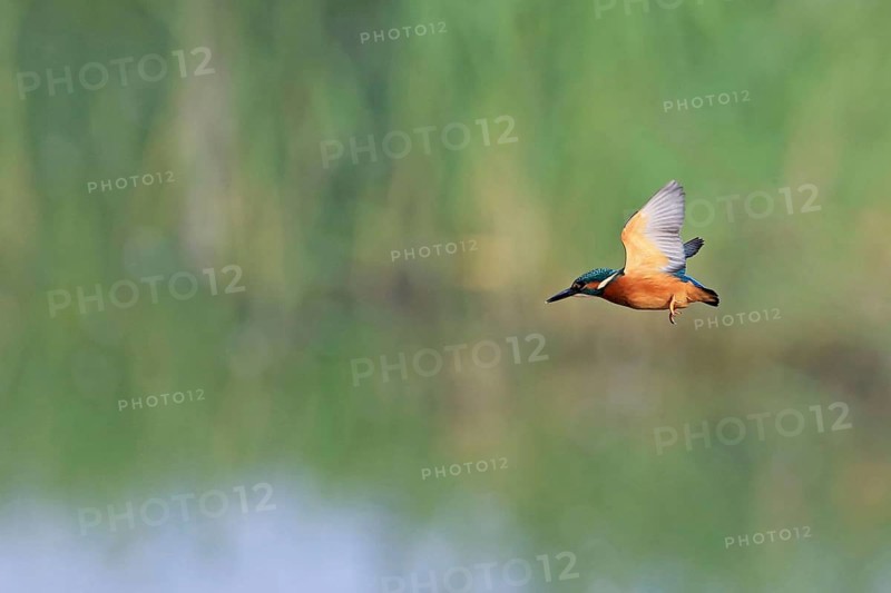 Common kingfisher