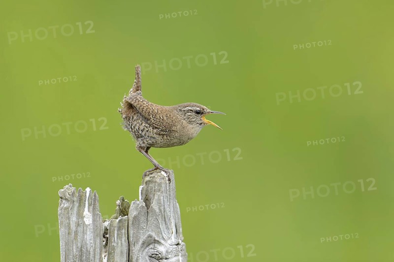 Shetland wren