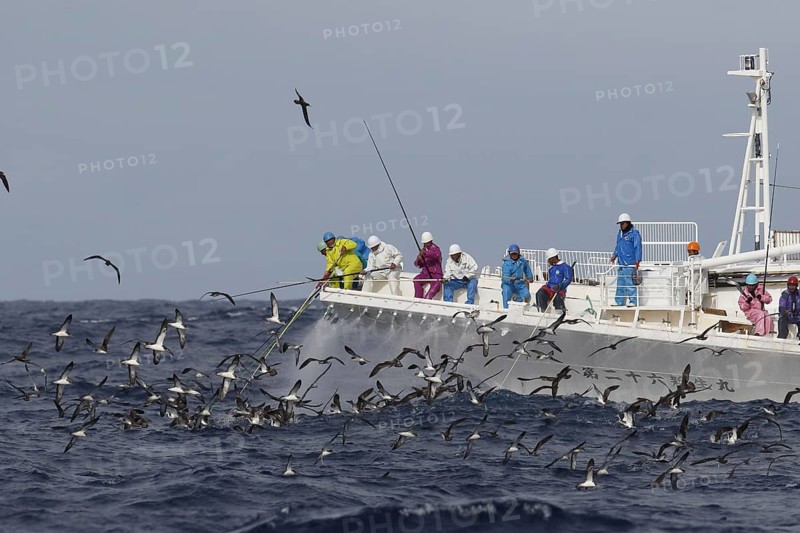 White-faced Shearwater