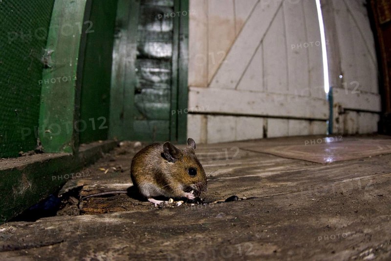 Wood Mouse