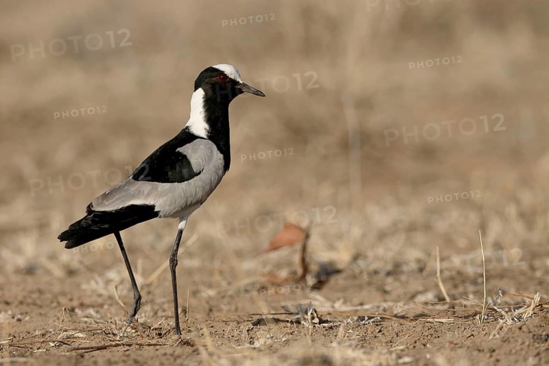 Blacksmith Plover