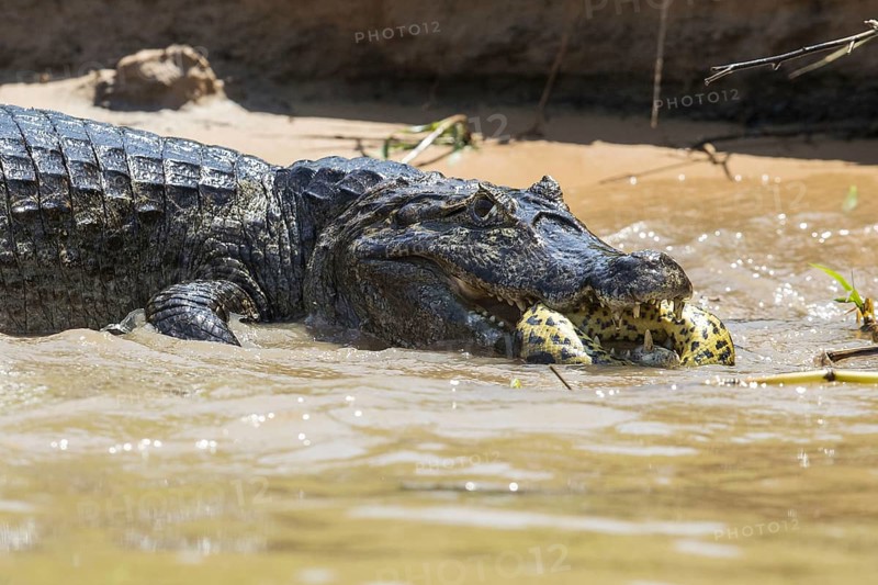 Adult Paraguayan yacare caiman