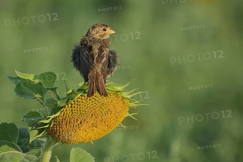 Corn Bunting