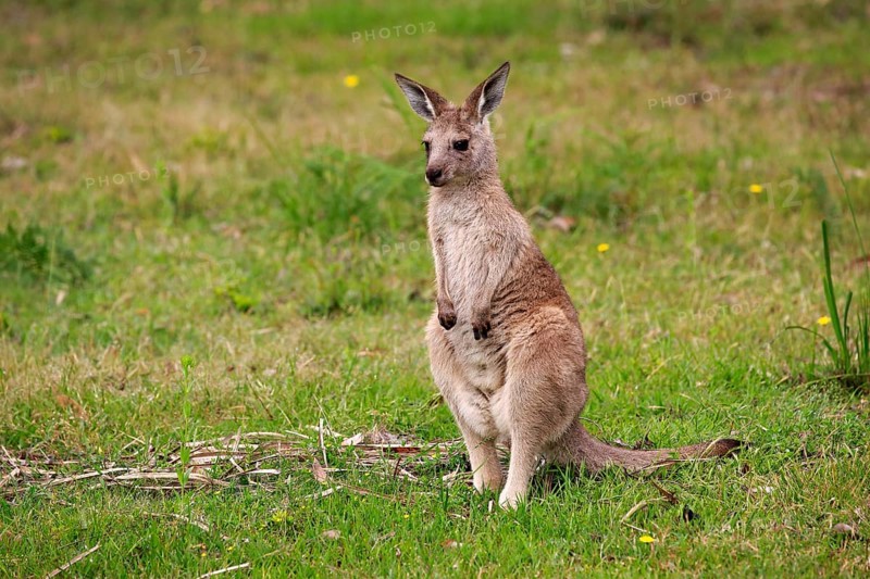 Eastern grey kangaroo