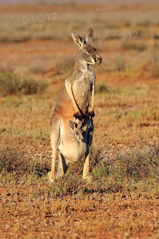 Red kangaroo