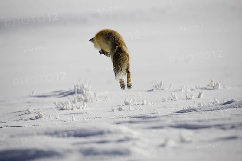 American red fox