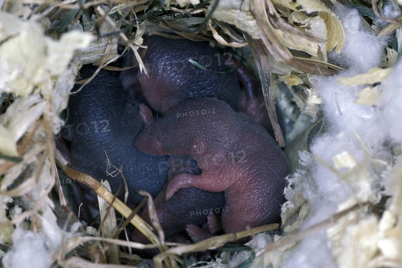 Forest shrew
