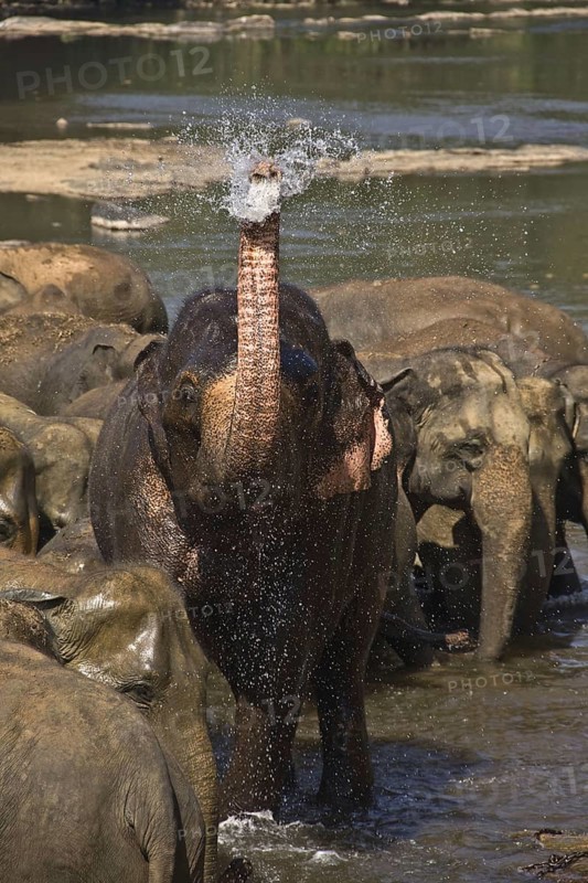 Asian elephant