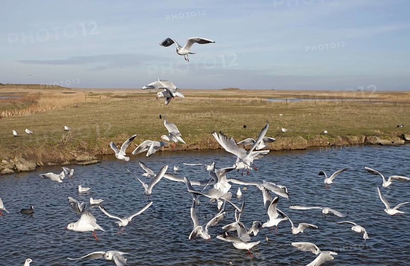 Flock of black-headed gull