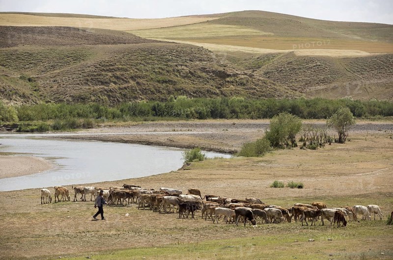 Cattle farming