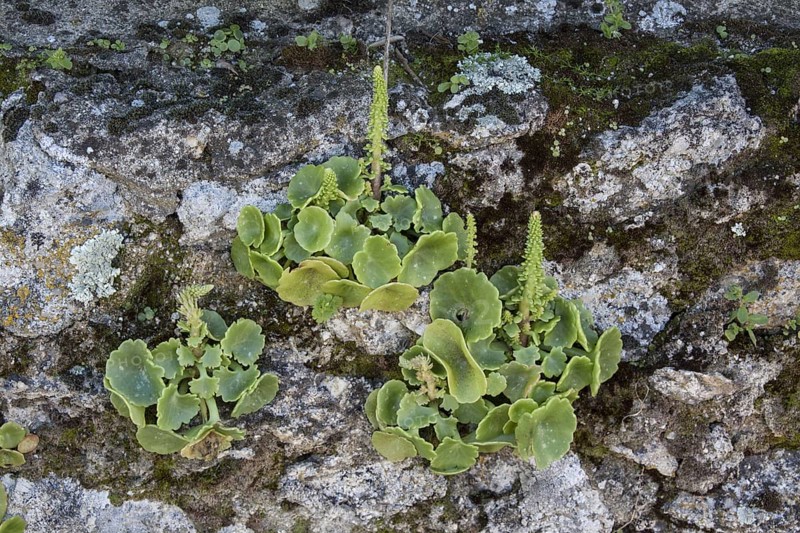 Navelwort