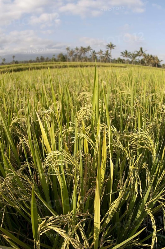 Asian rice