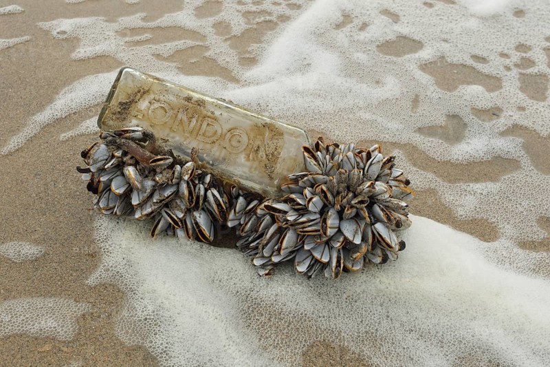 Barnacle