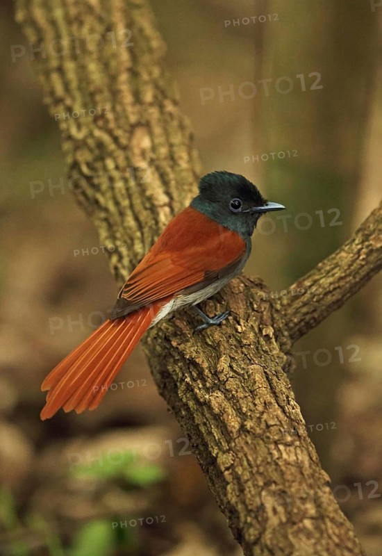 African Paradise Flycatcher