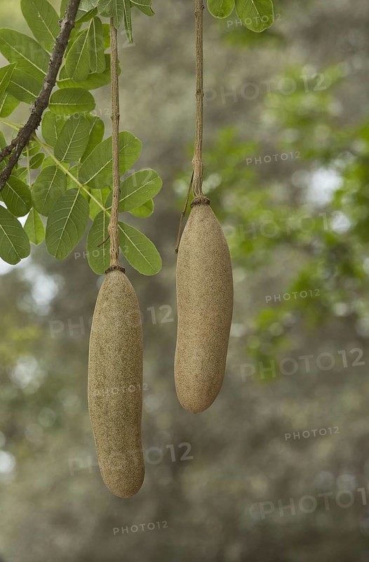 Sausage Tree