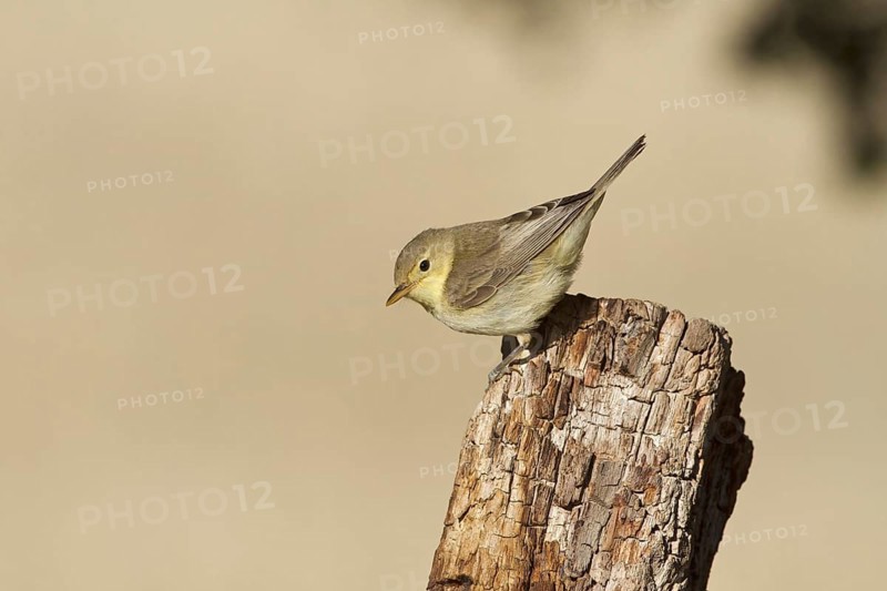 Melodious Warbler