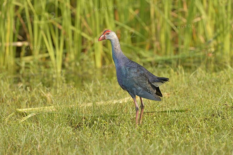 Grey-headed Swamphen