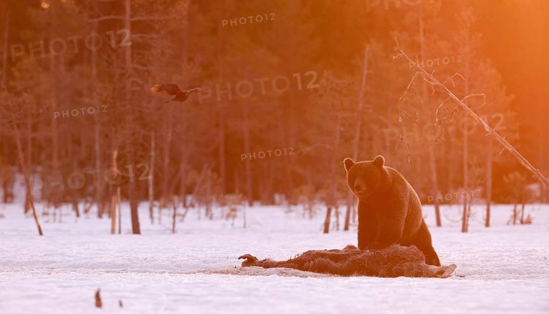 European brown bear