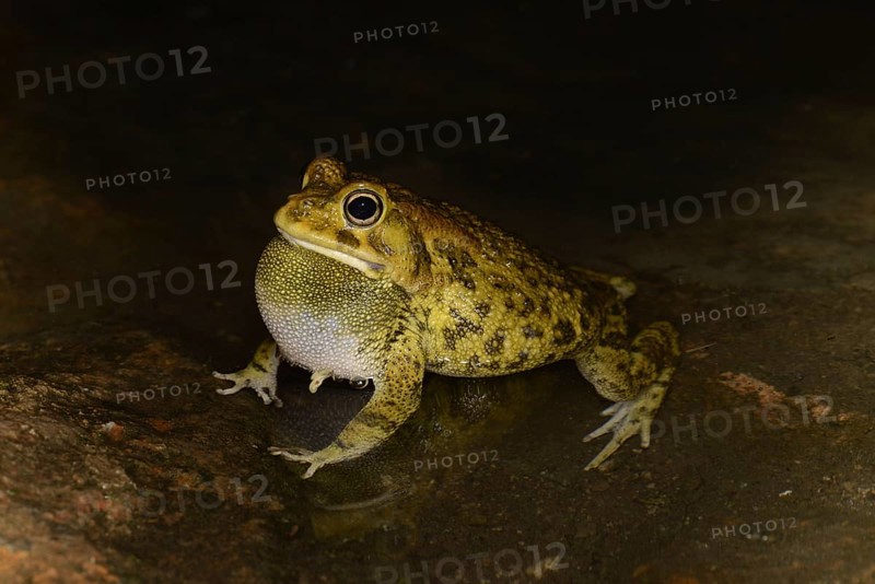 Eastern Olive Toad