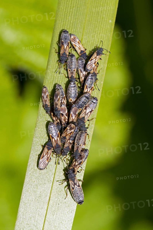 European Chinchbug