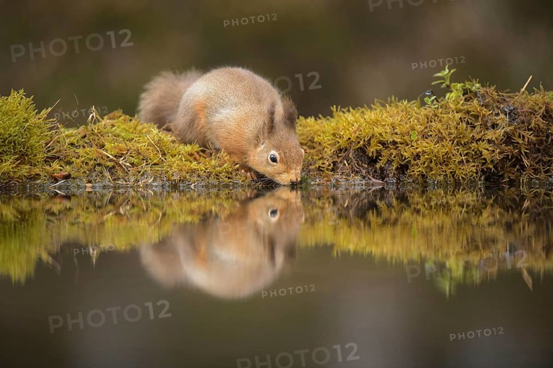 Eurasian red squirrel