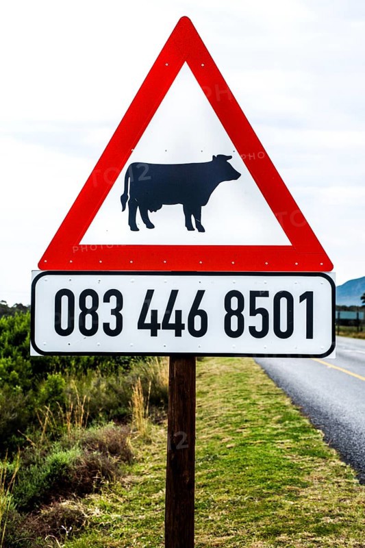 Warning sign against free-roaming cows with owner's telephone number