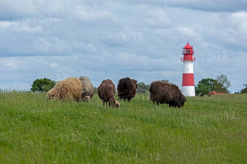 Norwegian sheep on the dike