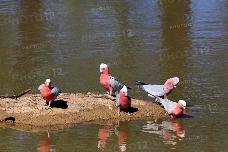 Pink Cockatoo