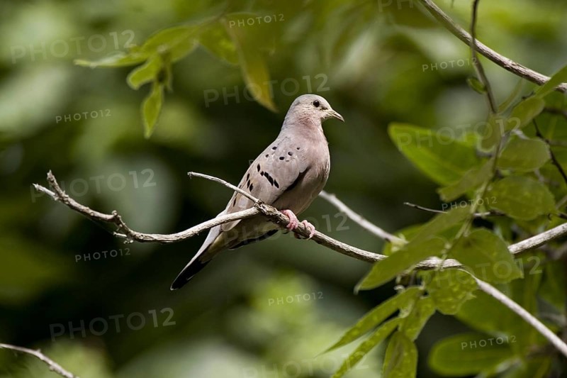 Buckley's Dove