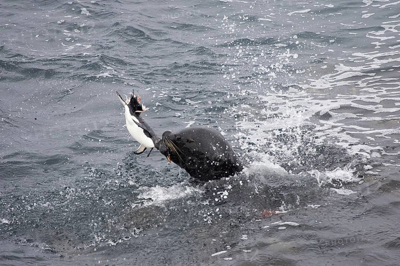 Southern south american sea lion