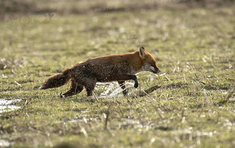 European Red Fox