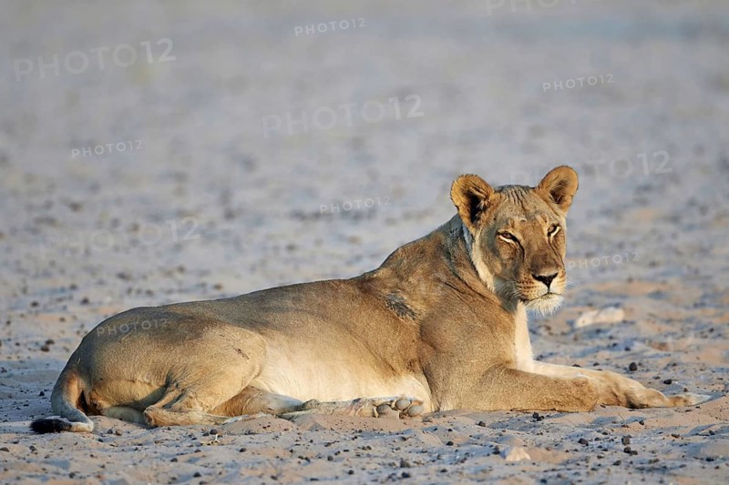 Transalvaal Lion