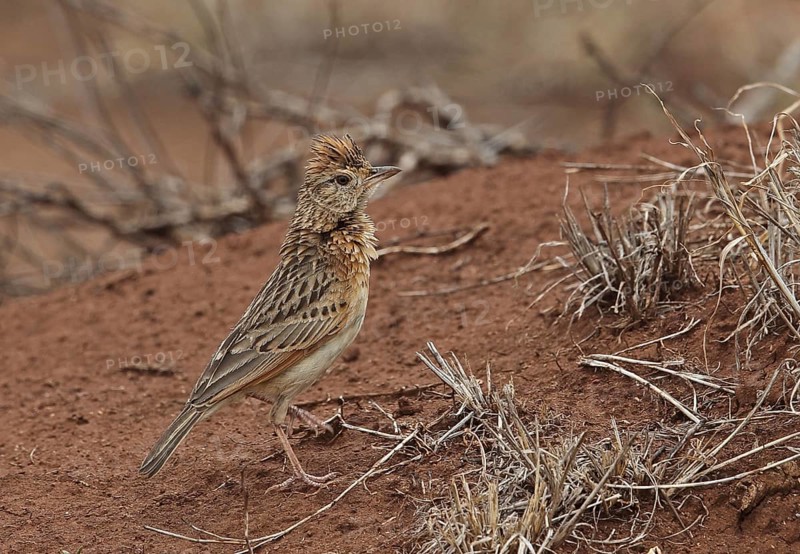 Adult red-naped lark
