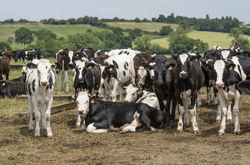 Domestic cattle